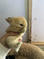  Rabbits Photos