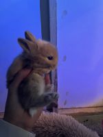  Rabbits Photos