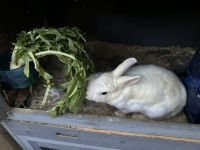 Lionhead rabbit Rabbits Photos