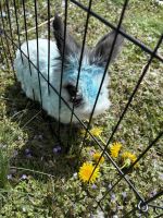 Free 8 year old lionhead bunny