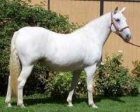 Lipizzan Horses for sale in Fontana, CA, USA. price: NA