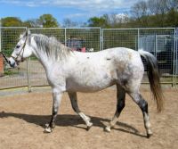 Lipizzan Horses for sale in California, MD, USA. price: $2,500