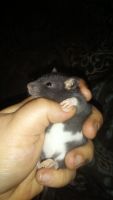 Little Margareta Rat Rodents for sale in Woodbridge, VA 22191, USA. price: $15