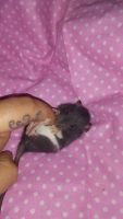 Little Margareta Rat Rodents Photos