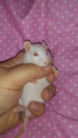 Little Margareta Rat Rodents Photos