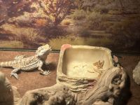 Lizard Reptiles for sale in Mesa, AZ, USA. price: $150