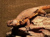 Lizard Reptiles for sale in Sullivan, Missouri. price: $80