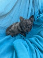 Long Haired Chihuahua Puppies for sale in Trenton, FL 32693, USA. price: $900