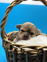 Long Haired Chihuahua Puppies for sale in Goffstown, New Hampshire. price: $4,995
