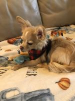 Long Haired Chihuahua Puppies Photos
