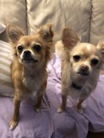 Long Haired Chihuahua Puppies for sale in Boston, Massachusetts. price: $400