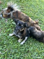 Long Haired Chihuahua Puppies for sale in Sebastian, Florida. price: $900