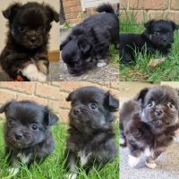 Long Haired Chihuahua Puppies for sale in Cranbourne, Victoria. price: $1,800