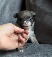 Sweet & Socialized Puppies – Vet Checked!