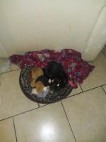 Long Haired Chihuahua Puppies for sale in St. Petersburg, FL, USA. price: $550