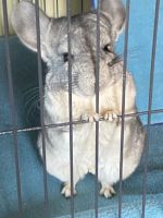 Long-tailed Chinchilla Rodents for sale in Elmont, NY, USA. price: $2,000