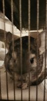 Long-tailed Chinchilla Rodents for sale in Fostoria, OH 44830, USA. price: $300