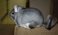 Long-tailed Chinchilla Rodents Photos