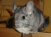 Long-tailed Chinchilla Rodents for sale in Murfreesboro, TN, USA. price: $150