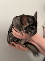 Long-tailed Chinchilla Rodents Photos