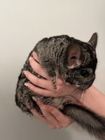 Long-tailed Chinchilla Rodents for sale in Griffin, GA 30223, USA. price: $100