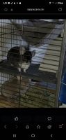 Long-tailed Chinchilla Rodents for sale in Madison, South Dakota. price: $500