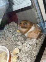 Long-tailed Dwarf Hamster Rodents Photos