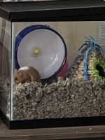 Long-tailed Dwarf Hamster Rodents Photos