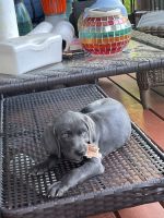 Longhaired Weimaraner Puppies for sale in Knoxville, TN, USA. price: $800
