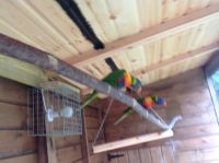Lory Birds for sale in Los Angeles, CA, USA. price: $400