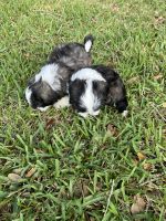 Mal-Shi Puppies for sale in Titusville, FL, USA. price: $1,000