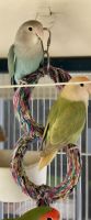 Lovebird Birds for sale in 2355 N Justin Ave, Simi Valley, CA 93065, USA. price: $75