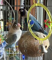 Lovebird Birds for sale in Round Rock, TX, USA. price: $200