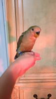 Lovebird Birds for sale in Tallahassee, Florida. price: NA