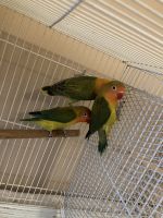 Lovebird Birds for sale in Rockaway, New Jersey. price: $120