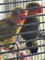 Lovebird Birds for sale in Leesburg, Florida. price: $125