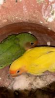 Lovebird Birds for sale in Electronic City, Bengaluru, Karnataka, India. price: 1,000 INR