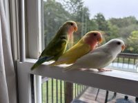 Lovebird Birds for sale in Pacolet, SC, USA. price: NA