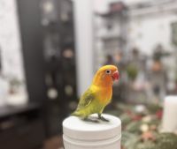 TurteltaubeVögelzu verkaufen in Nordstraße, 42853 Remscheid-Nüdelshalbach, Deutschland. Preis: 180 EUR