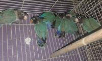 Lovebird Birds for sale in Needville, TX 77461, USA. price: $60