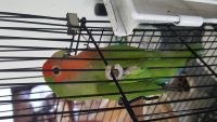 Lovebird Birds for sale in Secaucus, NJ 07094, USA. price: $45