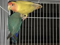 Lovebird Birds for sale in Columbia, MS 39429, USA. price: NA