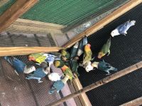Lovebird Birds for sale in Hialeah, FL, USA. price: NA