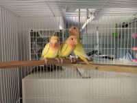 Lovebird Birds for sale in Louisville, KY, USA. price: $60