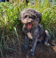 Lowchen Puppies for sale in Cloverdale, OR 97112, USA. price: $500