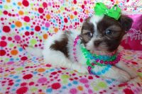 Lowchen Puppies for sale in Washington, DC, USA. price: $3,500