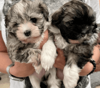 Lowchen Puppies Photos