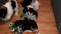 Lowchen Puppies for sale in CA-1, Long Beach, CA, USA. price: $800