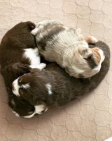 Loyallitterstoyaussies