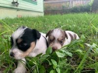 Lucas Terrier Puppies for sale in Bexar County, TX, USA. price: $200